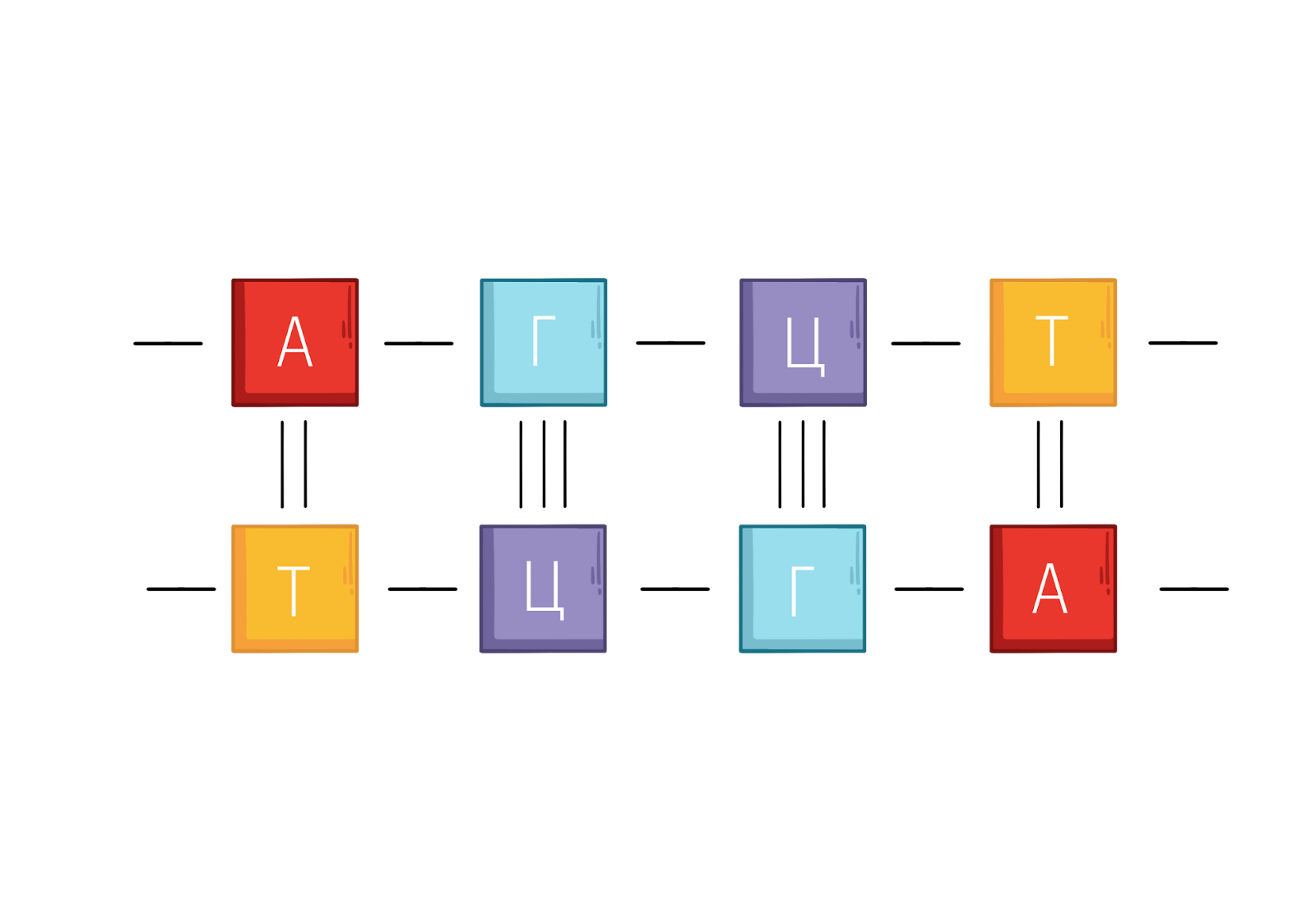 Молекула ДНК