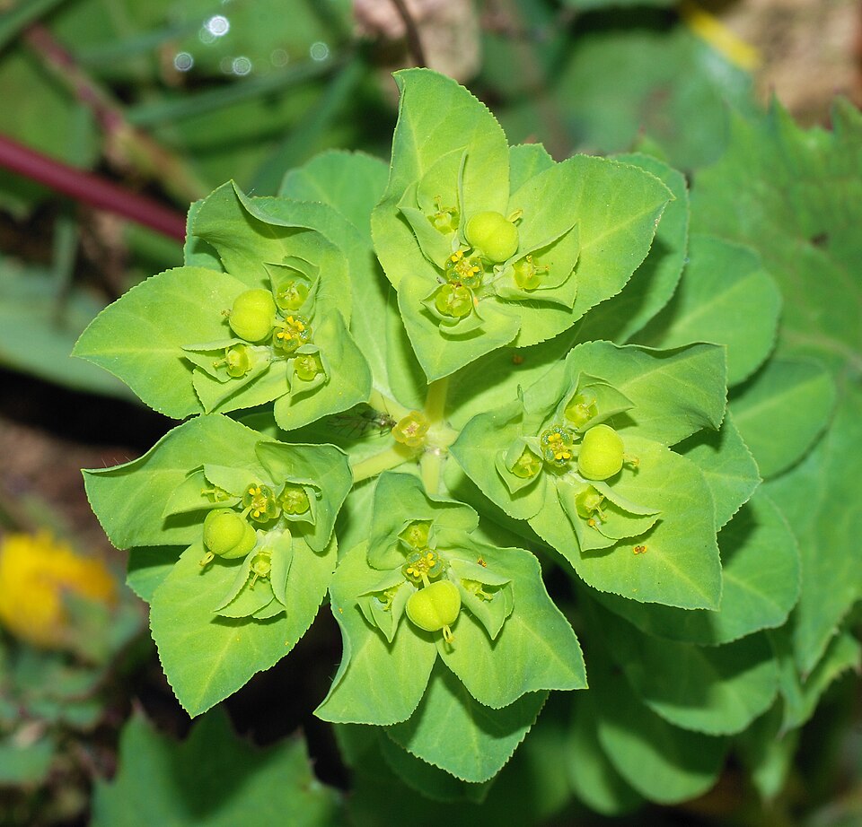 Euphorbia sp. (E. serrata ?), Alvesgaspar. Источник: https://ru.wikipedia.org/wiki/Молочай#/media/Файл:Euphorbia_February_2008-2.jpg. CC BY-SA 3.0