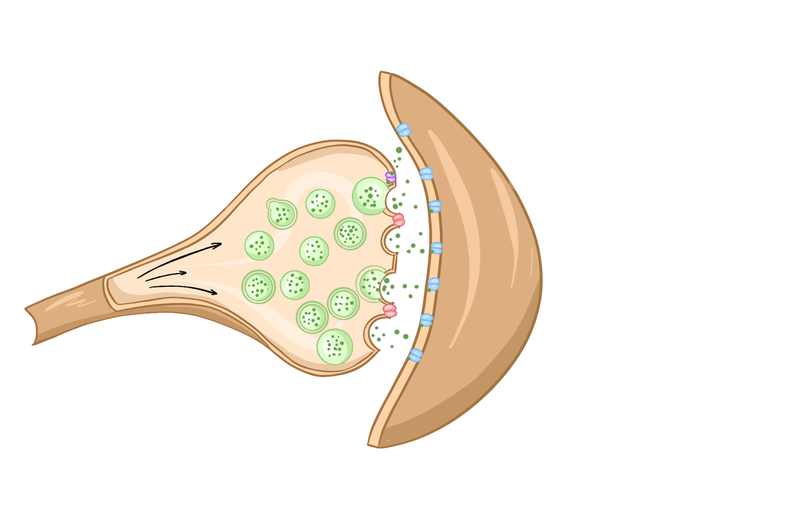 Нервный импульс