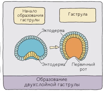 Образование гаструлы при гаструляции: впячивание бластодермы и два зародышевых листка.