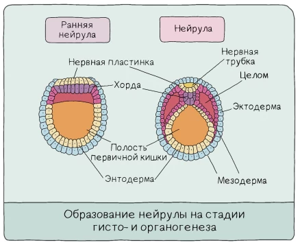 Стадия нейрулы с нервной трубкой, хордой и кишечной трубкой у хордовых.