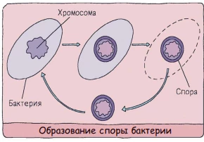 Спорообразование бактерии в неблагоприятных условиях с формированием защитной оболочки.