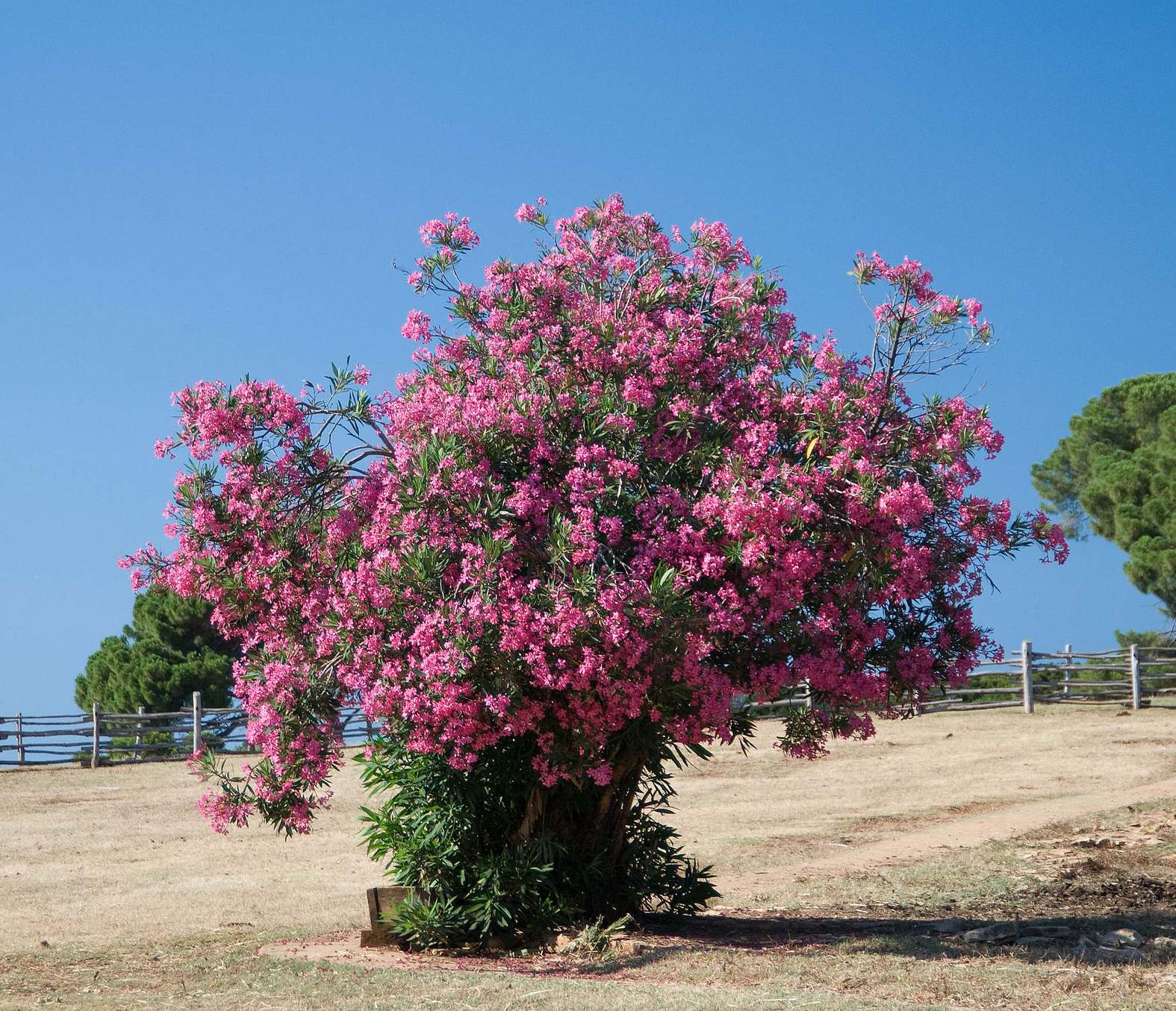 Nerium oleander tree, shot at Brioni islands, Croatia, Ranko. Источник: https://ru.wikipedia.org/wiki/Олеандр#/media/Файл:Oleander_stablo.jpg. CC BY 3.0