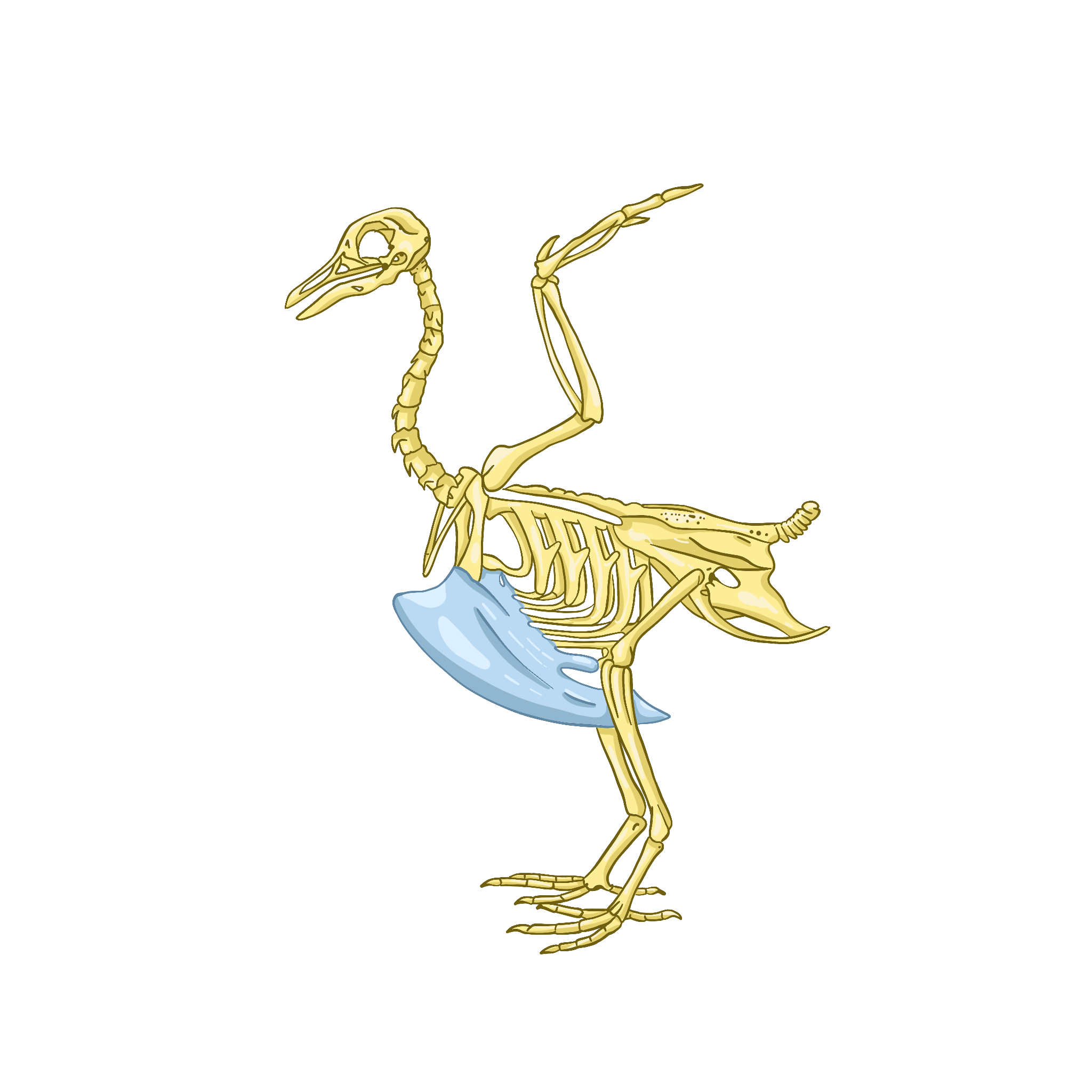 Опорно-двигательная система птиц