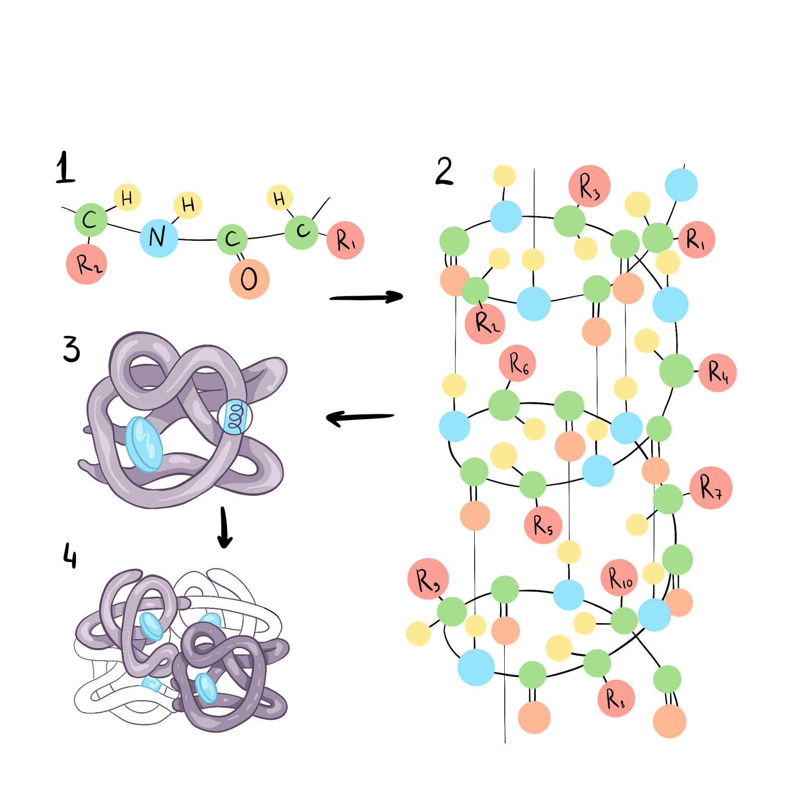 Организация молекулы белка