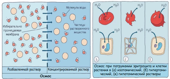 Осмос через полупроницаемую мембрану: вода движется в сторону раствора с большей концентрацией солей.
