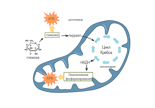 Основные процессы клеточного дыхания