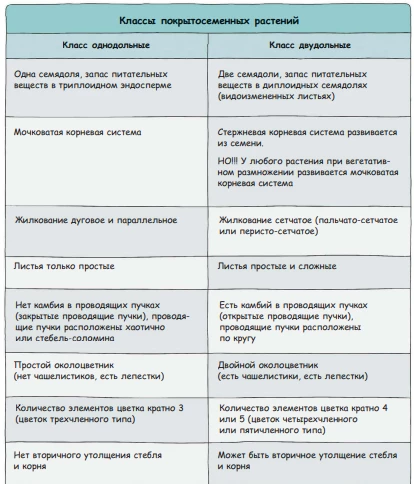 Сравнение классов покрытосеменных по семядолям, корням и жилкованию листьев.