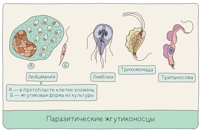 Паразитические жгутиконосцы с несколькими жгутиками, вызывающие кишечные инфекции