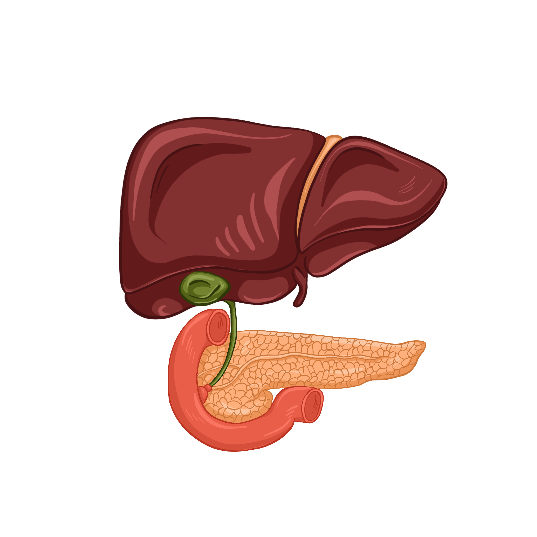 Печень и поджелудочная железа