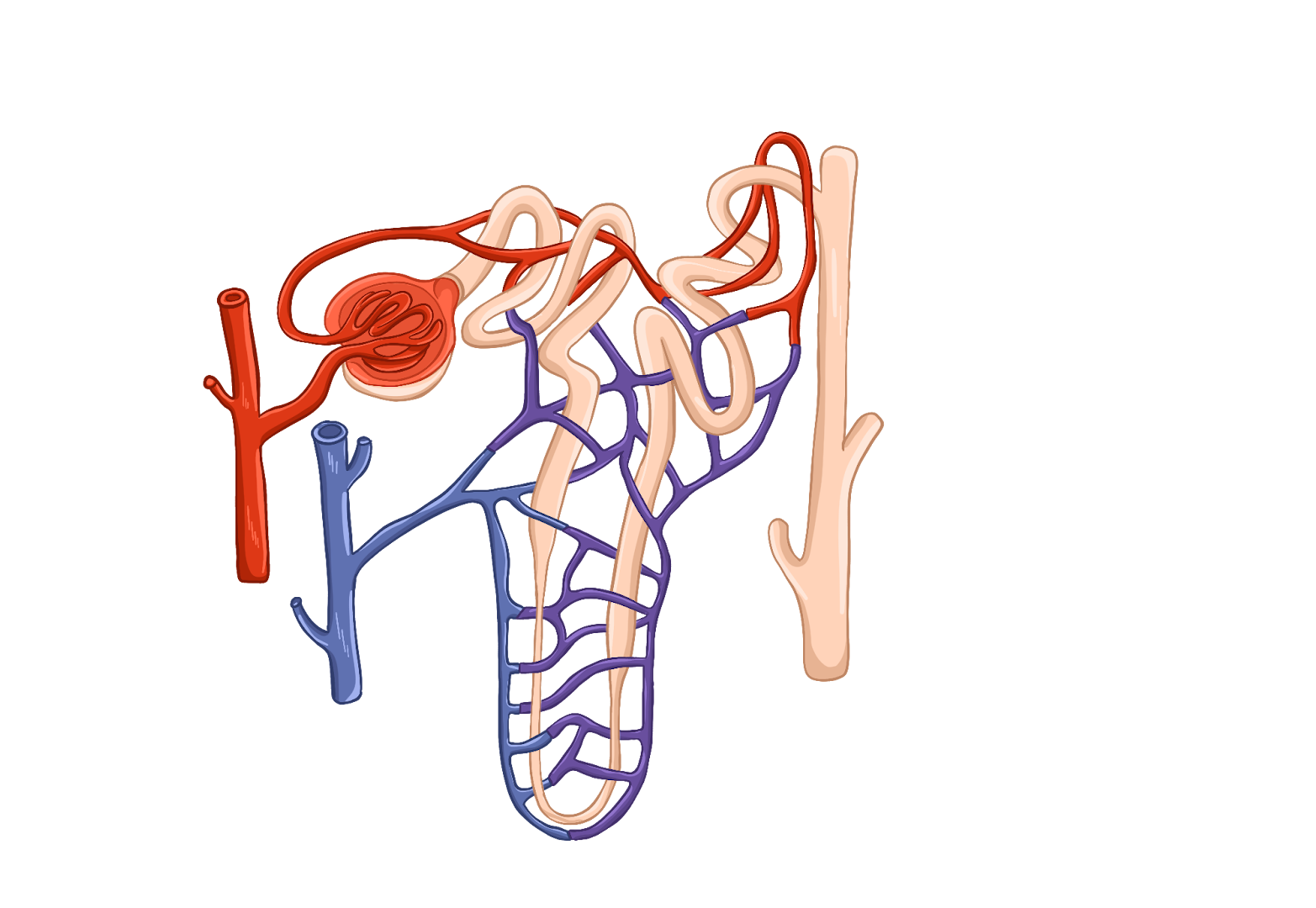 Петля Генле