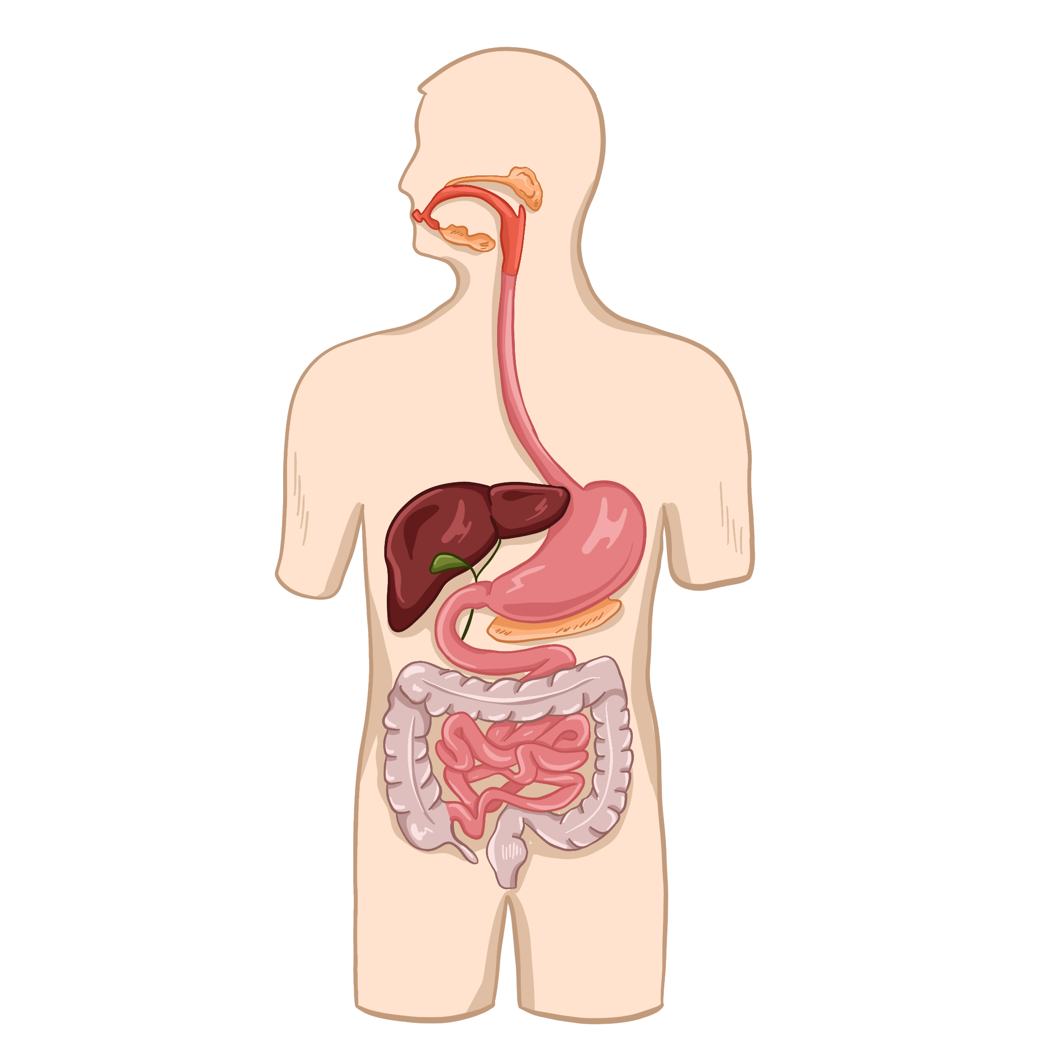 Пищеварительная система человека