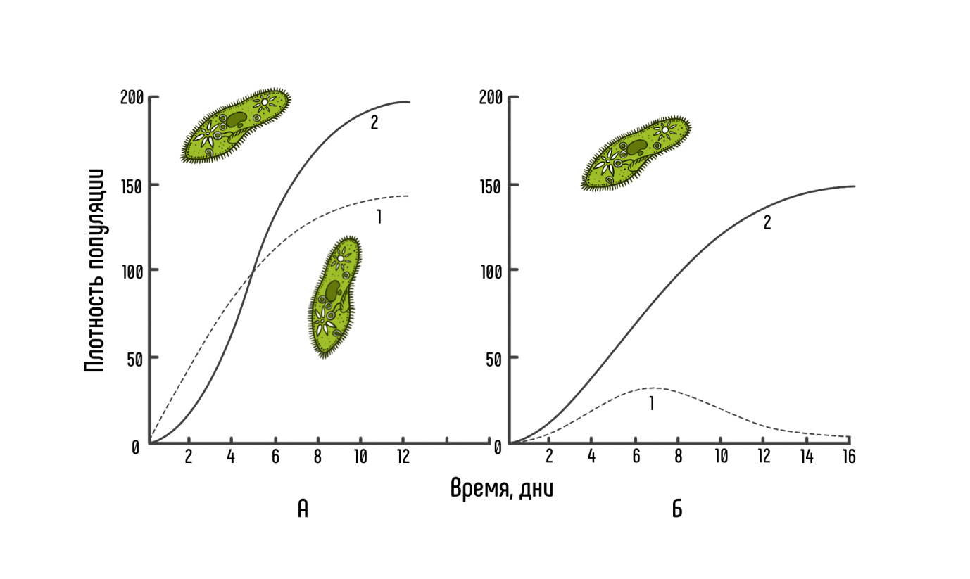 Плотность популяции