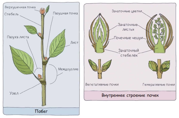 Схема побега с листьями, узлами и почками, включая строение вегетативной и цветочной почки.