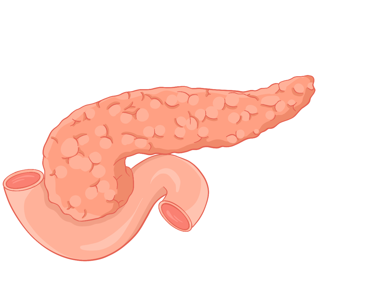 Поджелудочная железа