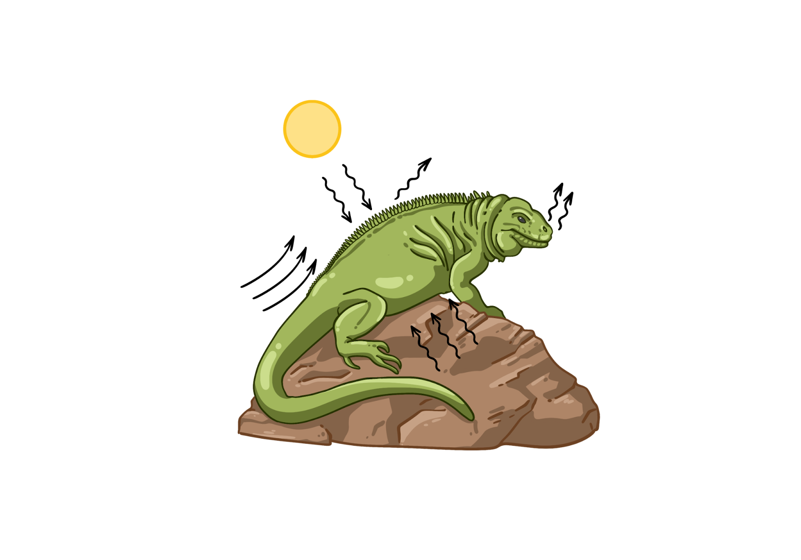 Пойкилотермные (холоднокровные)