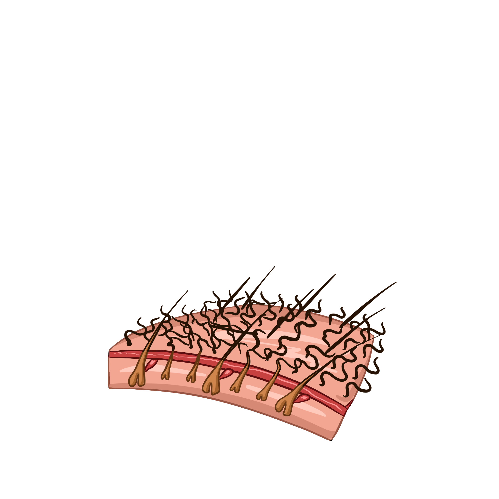 Покровы тела млекопитающих