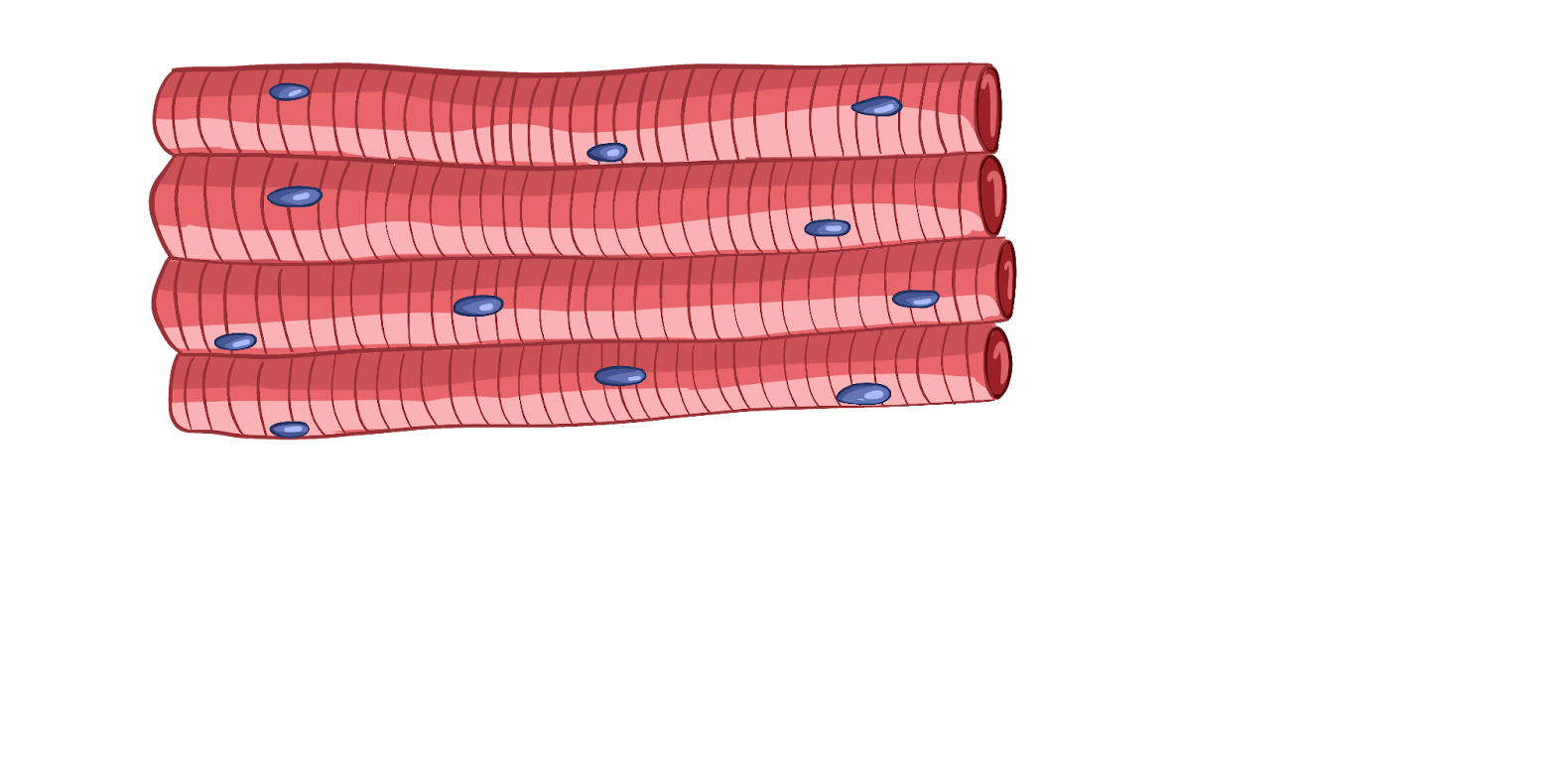 Поперечно-полосатая скелетная мышечная ткань