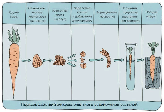 Этапы микроклонального размножения растений через культуру тканей и образование каллуса.
