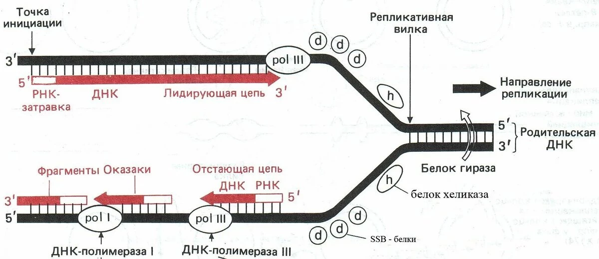 Пошаговая репликация ДНК: работа хеликазы, ДНК-полимеразы и сшивание фрагментов Оказаки