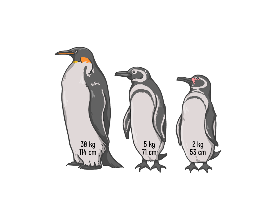 Правило Бергмана