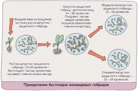 Схема полиплоидии для преодоления бесплодия межвидовых гибридов растений.