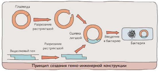 Схема создания рекомбинантной плазмиды для генной инженерии и синтеза инсулина.