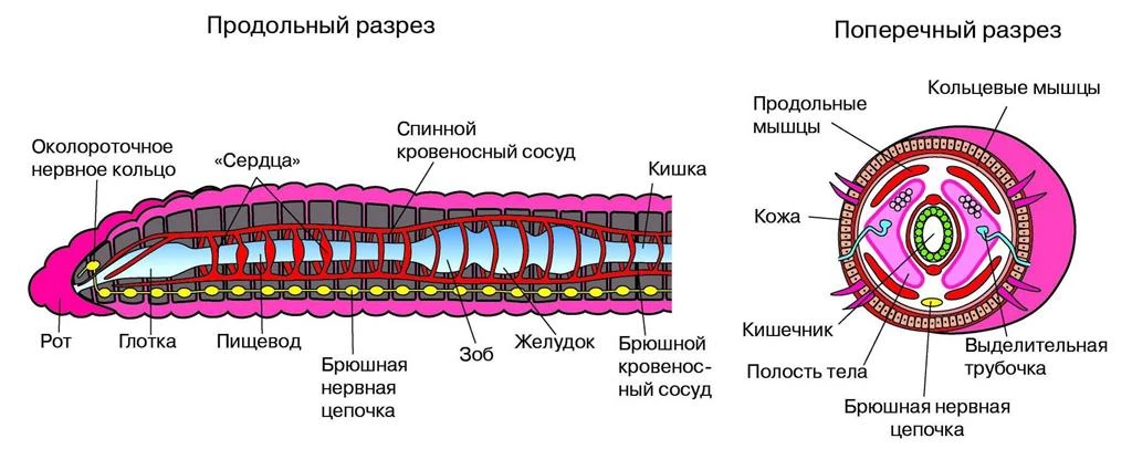 Продольный и поперечный разрез дождевого червя с целомом и внутренними органами.