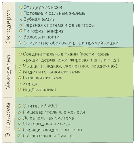 Производные зародышевых листков: эктодерма, мезодерма и энтодерма у зародыша.