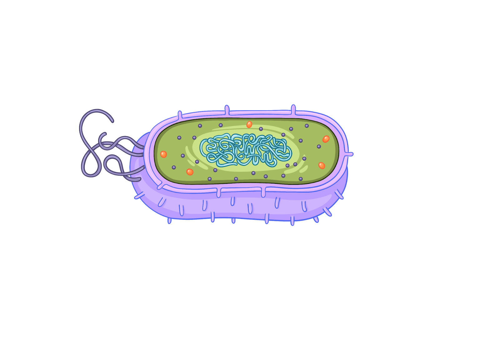 Прокариоты