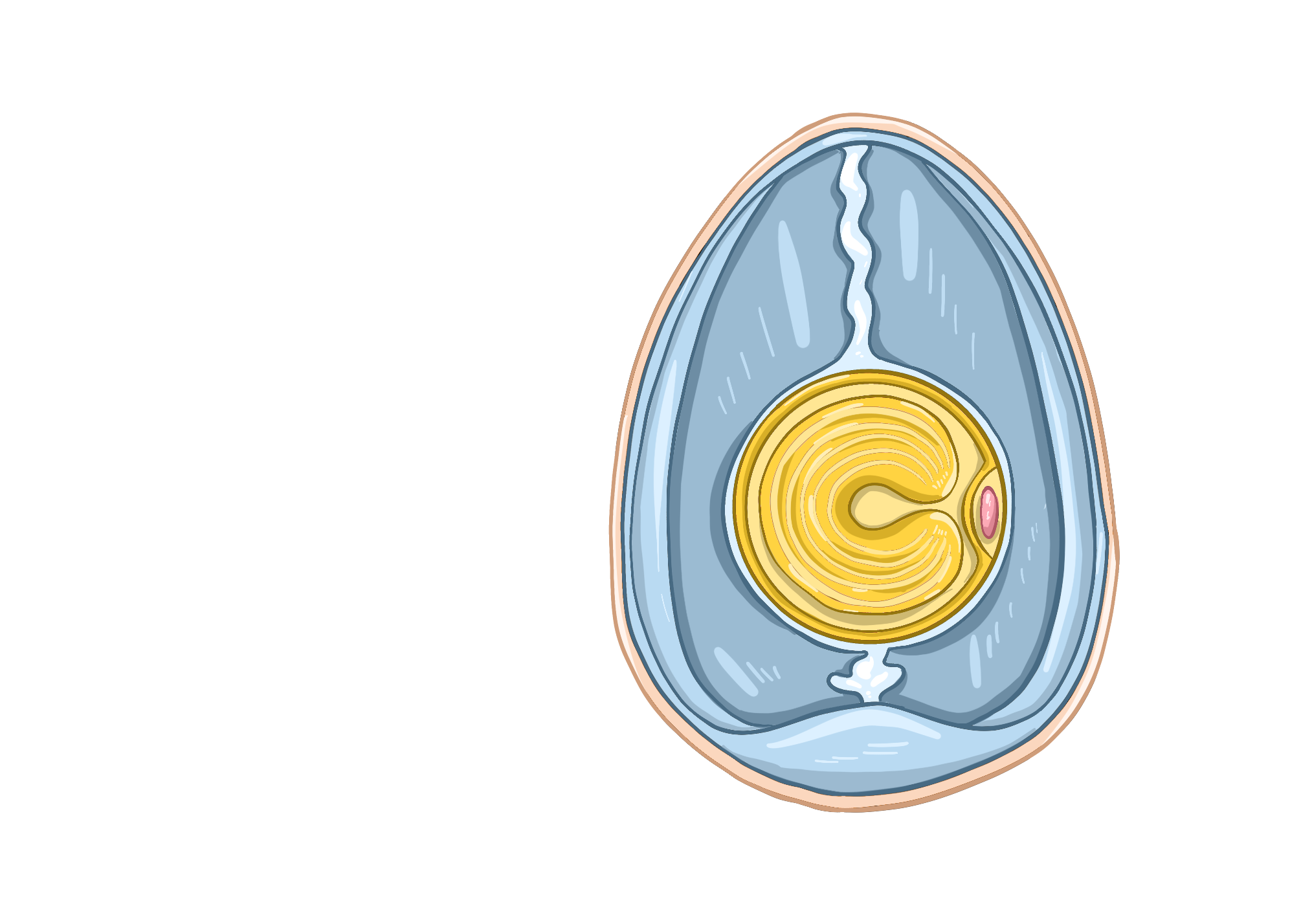 Птичье яйцо. Размножение