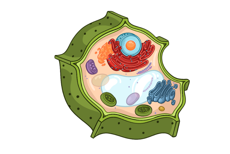 Растительная клетка