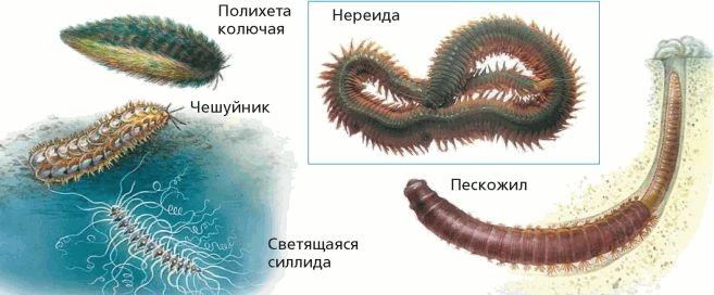 Разные многощетинковые черви с параподиями, щетинками и морскими жабрами.
