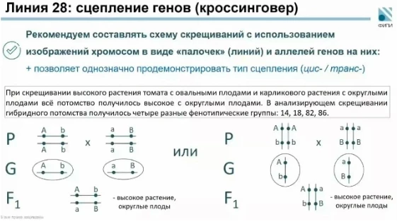 Формат записи сцепленного наследования с расположением аллелей в гомологичных хромосомах.