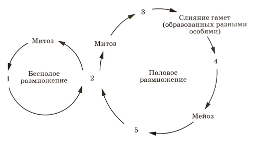 Этапы жизненного цикла водоросли для задания ЕГЭ: споры, гаметофит, гаметы и зигота.