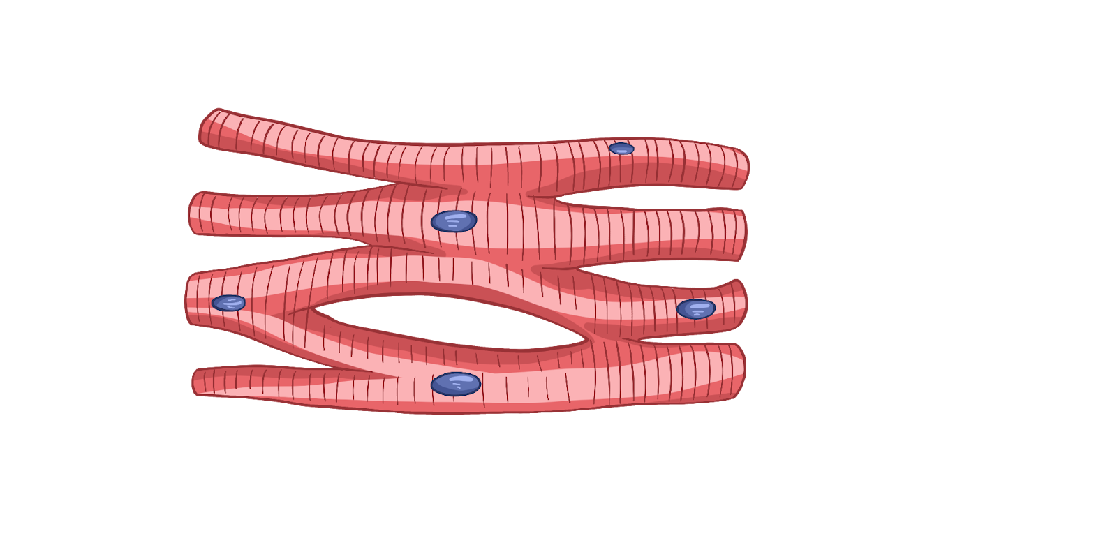 Сердечная мышечная ткань