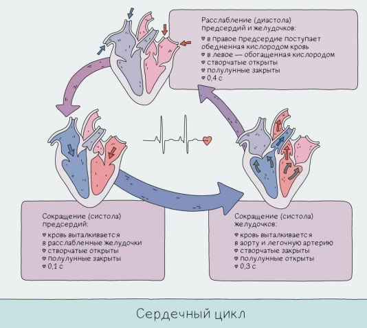 Схема сердечного цикла с фазами систолы предсердий, систолы желудочков и диастолы.