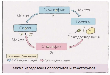 Схема чередования поколений растений: диплоидный спорофит и гаплоидный гаметофит.