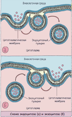 Схема эндоцитоза и экзоцитоза: мембрана образует везикулы для переноса веществ в клетку и наружу.