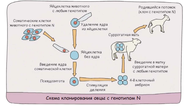 Клонирование овцы переносом ядра соматической клетки в яйцеклетку без ядра.