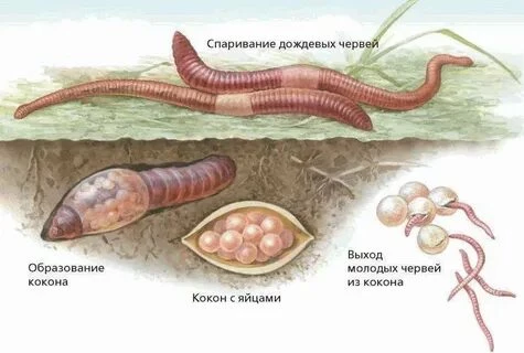 Схема размножения дождевого червя с пояском, коконом и перекрёстным оплодотворением.