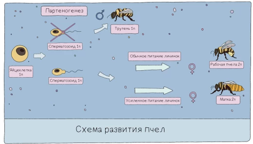 Схема развития пчёл при партеногенезе с образованием трутней из неоплодотворённой яйцеклетки.