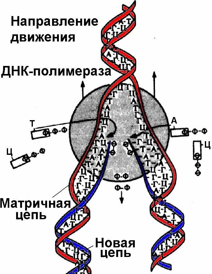 Схема репликации ДНК с разделением материнских цепей и синтезом дочерних молекул.