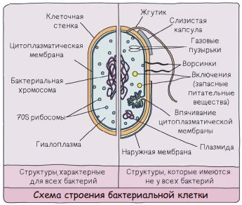 Схема строения бактериальной клетки с нуклеоидом, рибосомами и клеточной стенкой.