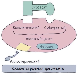 Схема строения фермента с активным и аллостерическим центрами, апоферментом и коферментом.