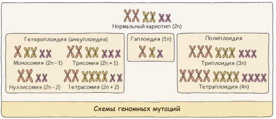 Схема геномных мутаций с изменением числа хромосом при анеуплоидии и полиплоидии.