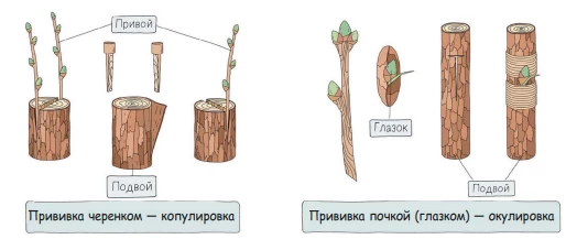 Схемы прививки растений с подвоем и привоем для вегетативного размножения.