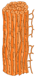 Склеренхима