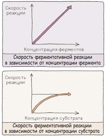 Графики показывают рост скорости реакции при увеличении концентрации фермента и субстрата до плато.