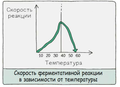 График активности фермента: скорость реакции растёт до оптимума температуры, затем падает при денатурации.